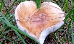paddenstoel met hart voor natuur