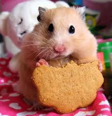 cookie.jpg
