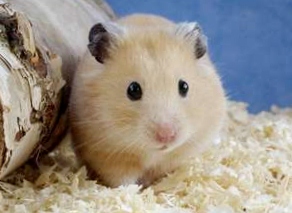 cutehamster-292x213.jpg