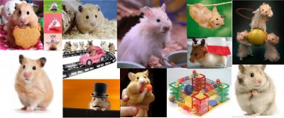 hamster-collage.jpg