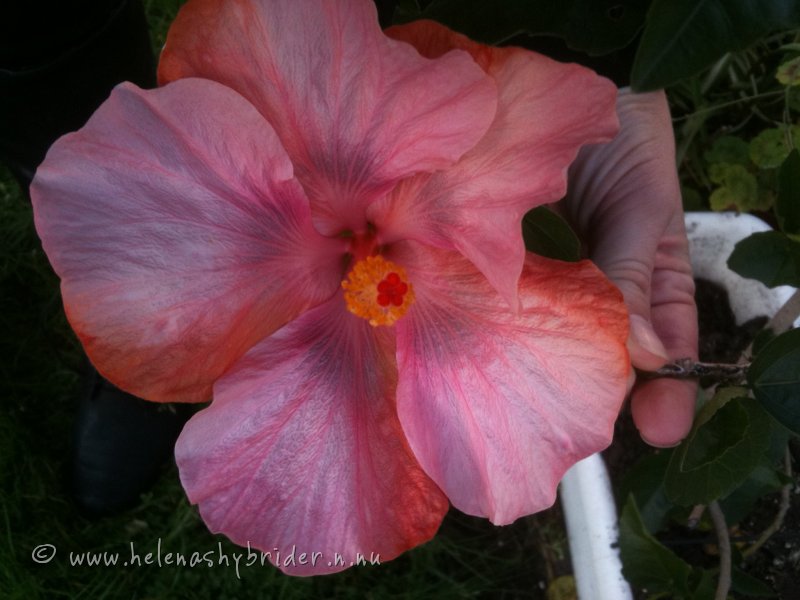 img-1949.jpg
