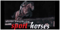 Judithurloe Sports Horses