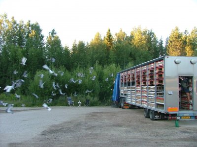 4000 Danska duvor släps i Bahult 2008
