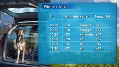/hund20i20bil.jpg