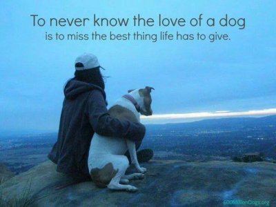 /tolove-a-dog.jpg