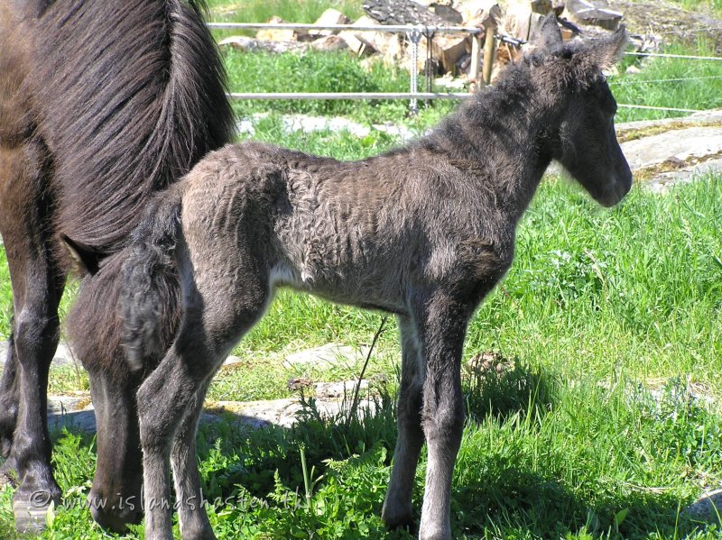 nyfödd Lyra