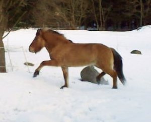 söta kottla