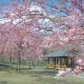さくらの里桜祭り