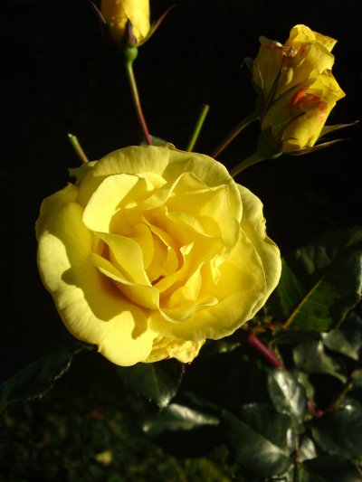 dsc02341.jpg