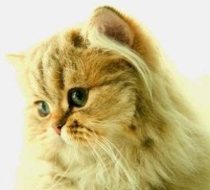 istockbild golden shaded katt