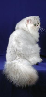 istockbild shaded silver katt