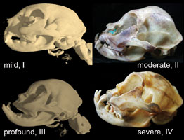 /brachycephalic-cats-skulls.jpg