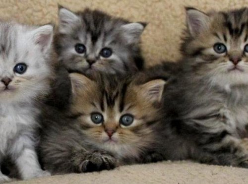 /kattunge-gruppbild-klassisk-chinchillaperser-och-mainecoon.jpg