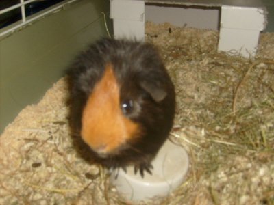 skrutten-2.jpg skrutten-2.jpg