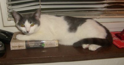 millie.jpg millie.jpg