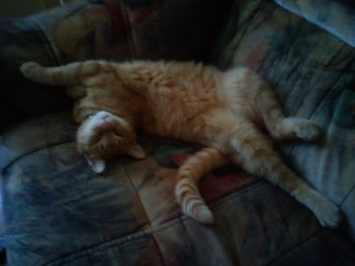 dsc00452.jpg dsc00452.jpg