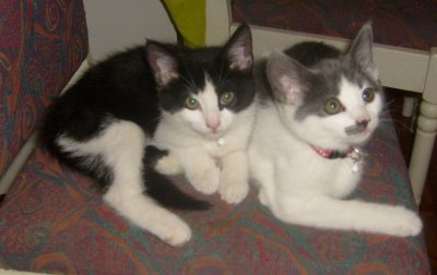 med-sina-nya-halsband.jpg med-sina-nya-halsband.jpg