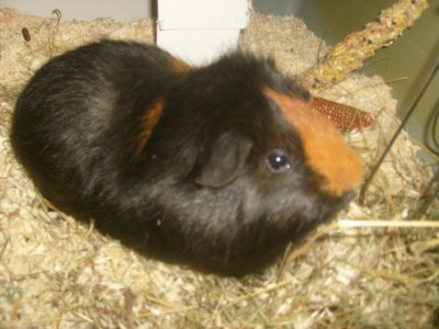 skrutten.jpg skrutten.jpg