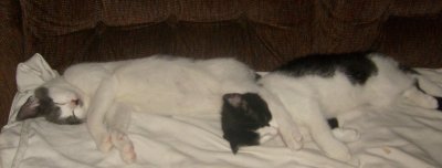 lizzie-millie-som-kallingar.jpg lizzie-millie-som-kallingar.jpg