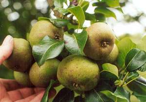 Pears on a tree