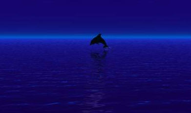 delfin2.jpg