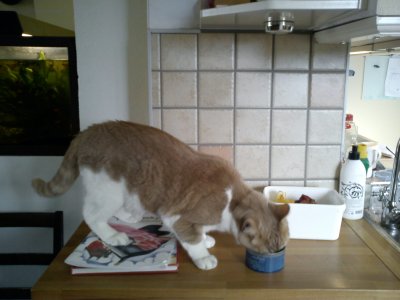 dsc00432.jpg Ny familjemedlem är katten Apa