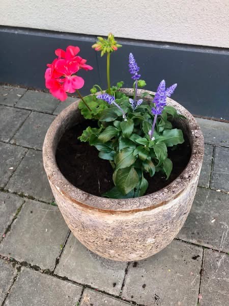 /blomma-2.jpg