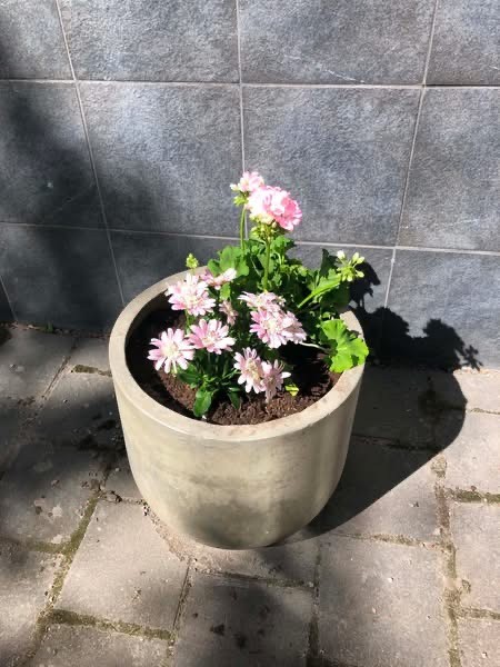 /blomma-1.jpg