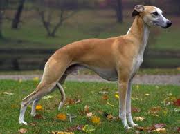 little-whippets10.jpg
