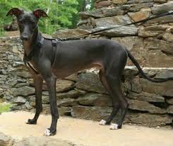 little-whippets4.jpg