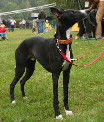 little-whippets12.jpg
