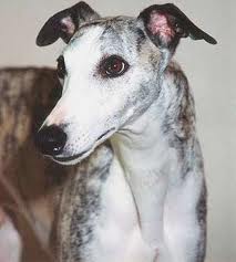 little-whippets11.jpg