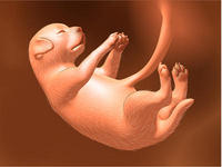 foetus-first-hairs-medium.jpg