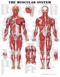 källan: anatomical chart company