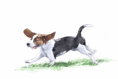 /beagle-springande.jpg