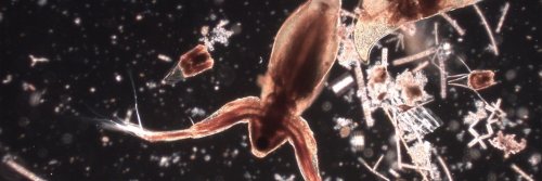 djurplankton2.jpg