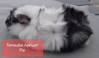 /tapricotpie.jpg