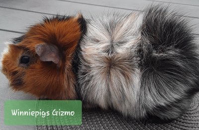 /w-gizmo2.jpg