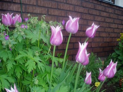 p1010112-1.jpg