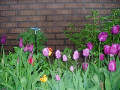 p1010108-1.jpg