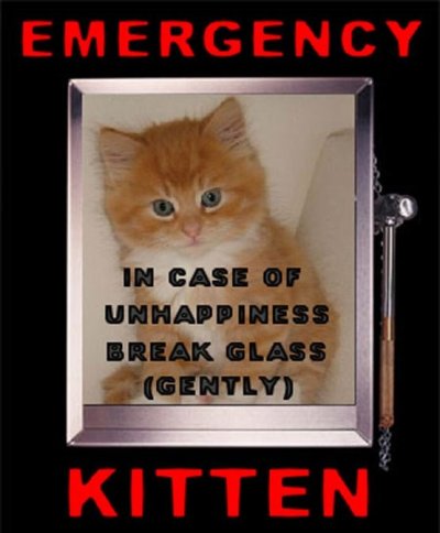 djur-emergency-kitten.jpg