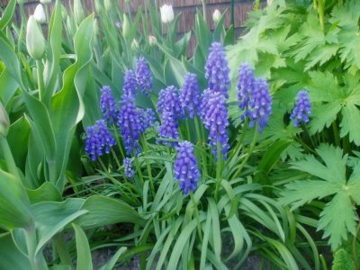 p1010066-4.jpg