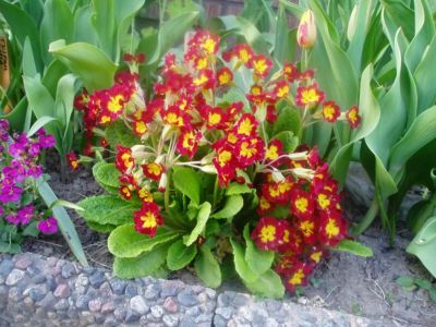p1010065-4.jpg