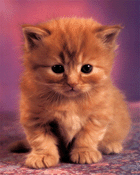 gmcat1660606.gif