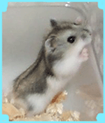 01f.gif