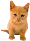gmcat428270.gif