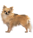 hond2.gif