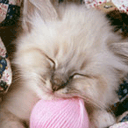 gmcat1142479.gif