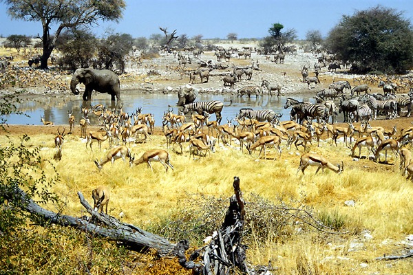 Etosha Namibia