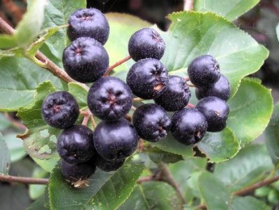 Aronia antioxidanter